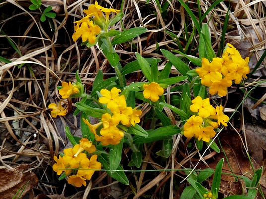 {Lithospermum canescens}